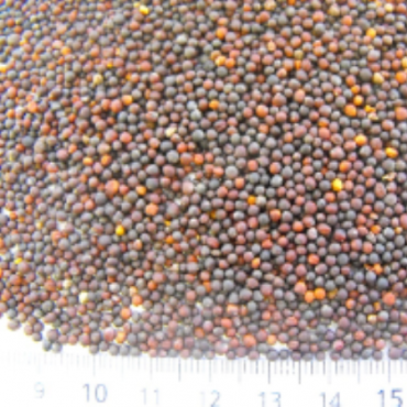 rapeseed